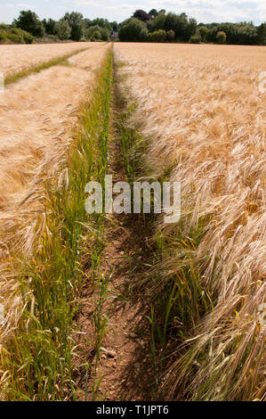 Campi di orzo in estate prima del raccolto Foto Stock