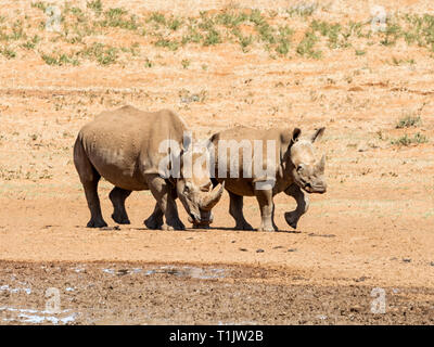 Una coppia di rinoceronte bianco da un foro di irrigazione nel sud della savana africana Foto Stock