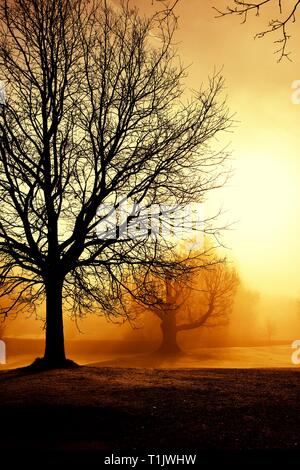 Una nebbiosa mattina a. Glebe park,Bowness on Windermere,Lake District,Cumbria,l'Inghilterra,UK Foto Stock