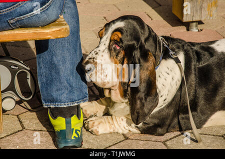 Il Basset Hound è un breve zampe razza di cane del hound famiglia. Foto Stock