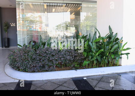 Heliconia psittacorum x spathocircinata "Torcia d'Oro" Foto Stock