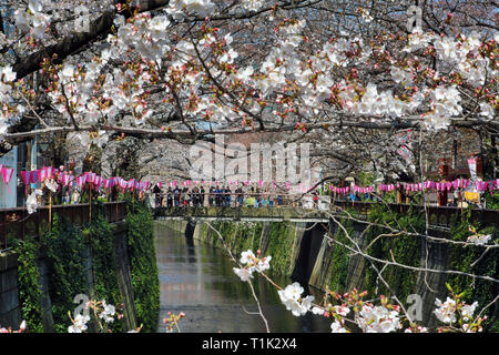 Tokyo, Giappone. 27 Mar, 2019. Le persone che visualizzano i fiori ciliegio da un ponte sul fiume Meguro a Tokyo in Giappone. Visualizzazione del fiore di ciliegio o Sakura, è diventata qualcosa di un passato nazionale-tempo per il giapponese, ed è un grande richiamo per i turisti. Durano solo due settimane circa, si assicura che i più popolari aree di visualizzazione sono sempre imballati. Credito: Paul Brown/Alamy Live News Foto Stock