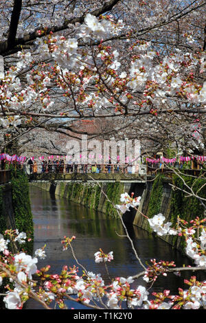 Tokyo, Giappone. 27 Mar, 2019. Le persone che visualizzano i fiori ciliegio da un ponte sul fiume Meguro a Tokyo in Giappone. Visualizzazione del fiore di ciliegio o Sakura, è diventata qualcosa di un passato nazionale-tempo per il giapponese, ed è un grande richiamo per i turisti. Durano solo due settimane circa, si assicura che i più popolari aree di visualizzazione sono sempre imballati. Credito: Paul Brown/Alamy Live News Foto Stock