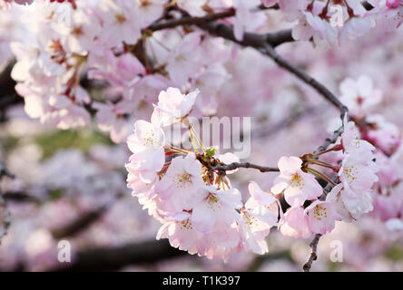 Tokyo, Giappone. 27 Mar, 2019. Completamente fiorì fiori di ciliegio sono visualizzati in Tokyo Mercoledì, 27 marzo 2019. Japan Meteorological Agency ha annunciato ciliegi è entrato in pieno fiore a area metropolitana di Tokyo il 27 marzo. Credito: Yoshio Tsunoda/AFLO/Alamy Live News Foto Stock