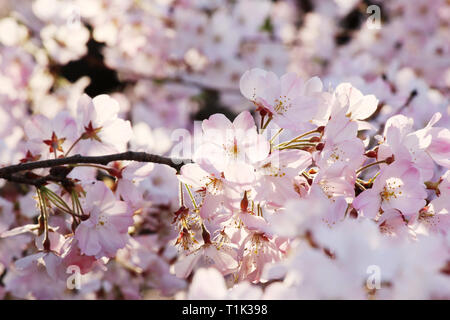 Tokyo, Giappone. 27 Mar, 2019. Completamente fiorì fiori di ciliegio sono visualizzati in Tokyo Mercoledì, 27 marzo 2019. Japan Meteorological Agency ha annunciato ciliegi è entrato in pieno fiore a area metropolitana di Tokyo il 27 marzo. Credito: Yoshio Tsunoda/AFLO/Alamy Live News Foto Stock