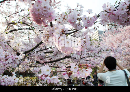 Tokyo, Giappone. 27 Mar, 2019. Completamente fiorì fiori di ciliegio sono visualizzati in Tokyo Mercoledì, 27 marzo 2019. Japan Meteorological Agency ha annunciato ciliegi è entrato in pieno fiore a area metropolitana di Tokyo il 27 marzo. Credito: Yoshio Tsunoda/AFLO/Alamy Live News Foto Stock