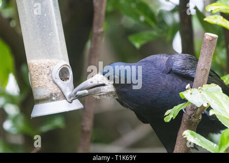 Stirlingshire, Scotland, Regno Unito. 27 Mar, 2019. Un rook utilizzando la sua intelligenza per accedere a semi di girasole in un uccello alimentatore in un giardino di Stirlingshire. Troppo grande di appollaiarsi su alimentatore e non in grado di raggiungere i semi all'interno, la torre può solo gestire al tratto e catturare il pesce persico nel suo becco. È quindi tirato l'alimentatore verso se stesso prima di lasciar andare di nuovo in un movimento oscillante. Come l'alimentatore ruotata indietro verso la torre era abbastanza vicino per poter velocemente afferrare un beakful di semi, ripetendo la prodezza varie volte prima di essere disturbati Credito: Kay Roxby/Alamy Live News Foto Stock