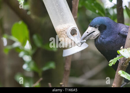 Stirlingshire, Scotland, Regno Unito. 27 Mar, 2019. Un rook utilizzando la sua intelligenza per accedere a semi di girasole in un uccello alimentatore in un giardino di Stirlingshire. Troppo grande di appollaiarsi su alimentatore e non in grado di raggiungere i semi all'interno, la torre può solo gestire al tratto e catturare il pesce persico nel suo becco. È quindi tirato l'alimentatore verso se stesso prima di lasciar andare di nuovo in un movimento oscillante. Come l'alimentatore ruotata indietro verso la torre era abbastanza vicino per poter velocemente afferrare un beakful di semi, ripetendo la prodezza varie volte prima di essere disturbati Credito: Kay Roxby/Alamy Live News Foto Stock