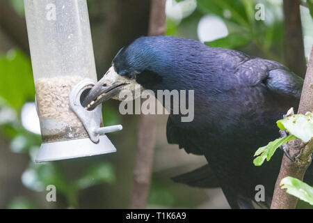 Stirlingshire, Scotland, Regno Unito. 27 Mar, 2019. Un rook utilizzando la sua intelligenza per accedere a semi di girasole in un uccello alimentatore in un giardino di Stirlingshire. Troppo grande di appollaiarsi su alimentatore e non in grado di raggiungere i semi all'interno, la torre può solo gestire al tratto e catturare il pesce persico nel suo becco. È quindi tirato l'alimentatore verso se stesso prima di lasciar andare di nuovo in un movimento oscillante. Come l'alimentatore ruotata indietro verso la torre era abbastanza vicino per poter velocemente afferrare un beakful di semi, ripetendo la prodezza varie volte prima di essere disturbati Credito: Kay Roxby/Alamy Live News Foto Stock