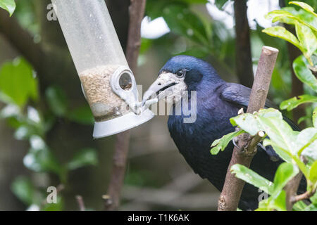 Stirlingshire, Scotland, Regno Unito. 27 Mar, 2019. Un rook utilizzando la sua intelligenza per accedere a semi di girasole in un uccello alimentatore in un giardino di Stirlingshire. Troppo grande di appollaiarsi su alimentatore e non in grado di raggiungere i semi all'interno, la torre può solo gestire al tratto e catturare il pesce persico nel suo becco. È quindi tirato l'alimentatore verso se stesso prima di lasciar andare di nuovo in un movimento oscillante. Come l'alimentatore ruotata indietro verso la torre era abbastanza vicino per poter velocemente afferrare un beakful di semi, ripetendo la prodezza varie volte prima di essere disturbati Credito: Kay Roxby/Alamy Live News Foto Stock