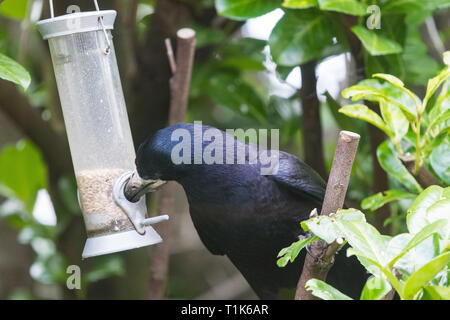 Stirlingshire, Scotland, Regno Unito. 27 Mar, 2019. Un rook utilizzando la sua intelligenza per accedere a semi di girasole in un uccello alimentatore in un giardino di Stirlingshire. Troppo grande di appollaiarsi su alimentatore e non in grado di raggiungere i semi all'interno, la torre può solo gestire al tratto e catturare il pesce persico nel suo becco. È quindi tirato l'alimentatore verso se stesso prima di lasciar andare di nuovo in un movimento oscillante. Come l'alimentatore ruotata indietro verso la torre era abbastanza vicino per poter velocemente afferrare un beakful di semi, ripetendo la prodezza varie volte prima di essere disturbati Credito: Kay Roxby/Alamy Live News Foto Stock