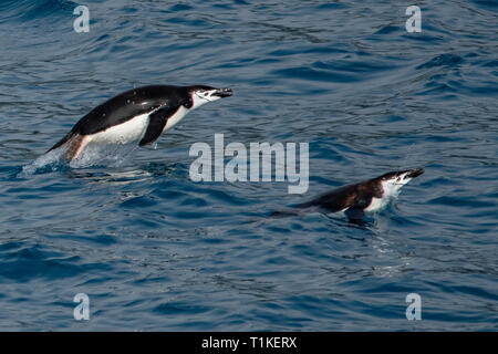 Pinguini Chinstrap nuoto, Pygoscelis Antartide in Cooper's Bay, Georgia del Sud Foto Stock