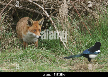 Un magnifico Red Fox (Vulpes vulpes vulpes) a caccia di cibo a bordo di arbusti. Foto Stock