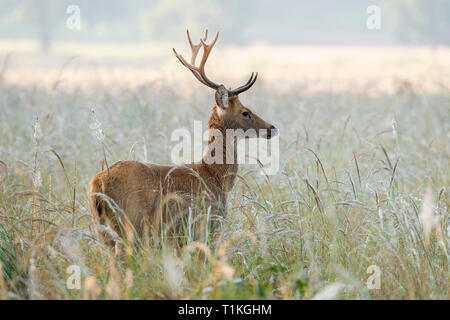 Barasingha maschio nella prateria, Parco Nazionale di Kanha,Madhya Pradesh, India Foto Stock