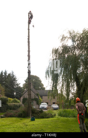 Tree chirurgo stripping, taglio di arti di una conifera prima di abbattimento Foto Stock