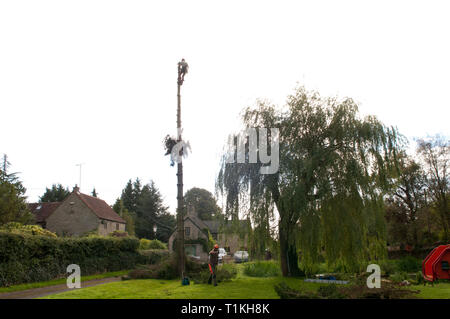 Tree chirurgo stripping, taglio di arti di una conifera prima di abbattimento Foto Stock