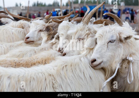 Caprini legati insieme, pronti per la vendita. Acquisite a Kashgar mercato animale (provincia dello Xinjiang, Cina) Foto Stock