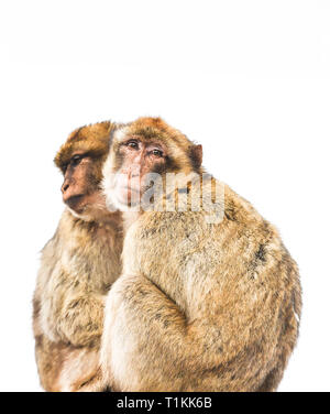 Barberia macachi scimmie a Gibilterra. Foto Stock