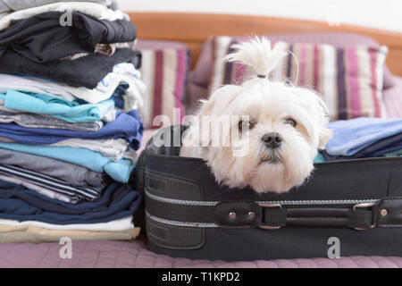 Piccolo Cane maltese seduto in valigia o in borsa e in attesa di un viaggio Foto Stock