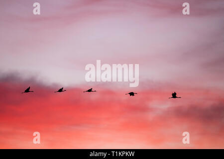 Gru comune (grus grus) volare a terra al tramonto. Laguna di Gallocanta. Provincia di Saragozza. Aragona. Spagna. Foto Stock