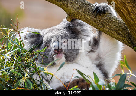 Un Southern koala sfiora su foglie di eucalipto presso il nuovo Koala Creek contenitore in Longleat Safari Park nel Wiltshire. Il solo luogo in Europa a casa un gruppo di southern koala l'attrazione apre al pubblico il venerdì. Foto Stock