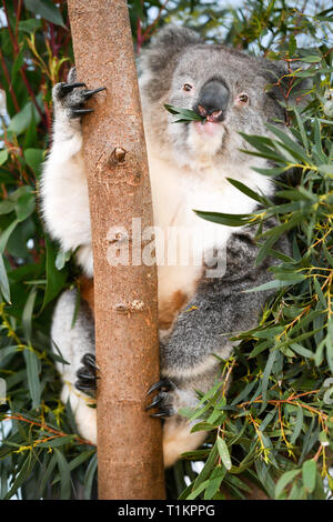 Un Southern koala sfiora su foglie di eucalipto presso il nuovo Koala Creek contenitore in Longleat Safari Park nel Wiltshire. Il solo luogo in Europa a casa un gruppo di southern koala l'attrazione apre al pubblico il venerdì. Foto Stock