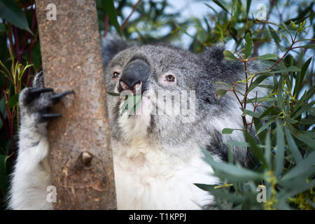 Un Southern koala sfiora su foglie di eucalipto presso il nuovo Koala Creek contenitore in Longleat Safari Park nel Wiltshire. Il solo luogo in Europa a casa un gruppo di southern koala l'attrazione apre al pubblico il venerdì. Foto Stock