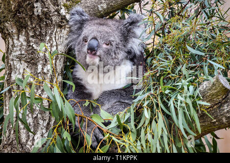 Un Southern koala sfiora su foglie di eucalipto presso il nuovo Koala Creek contenitore in Longleat Safari Park nel Wiltshire. Il solo luogo in Europa a casa un gruppo di southern koala l'attrazione apre al pubblico il venerdì. Foto Stock