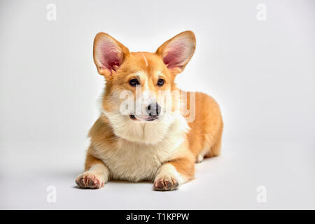 Funny corgi pembroke in studio davanti a uno sfondo bianco Foto Stock