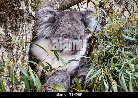 Un Southern koala sfiora su foglie di eucalipto a new Koala Creek contenitore in Longleat Safari Park nel Wiltshire. Il solo luogo in Europa a casa un gruppo di southern koala l'attrazione apre al pubblico il venerdì. Foto Stock