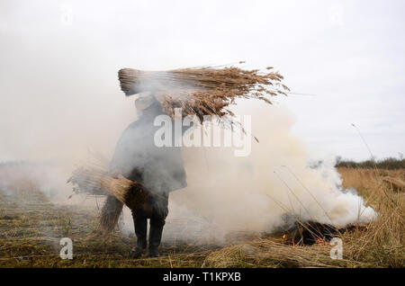 Taglierina Reed Lawrence Watt porta appena tagliato fasci di pettine sul Norfolk Broads vicino Ranworth, Norfolk. Foto Stock