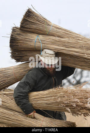 Taglierina Reed Lawrence Watt porta appena tagliato fasci di pettine sul Norfolk Broads vicino Ranworth, Norfolk. Foto Stock