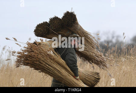 Taglierina Reed Lawrence Watt porta appena tagliato fasci di pettine sul Norfolk Broads vicino Ranworth, Norfolk. Foto Stock