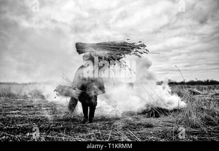 Taglierina Reed Lawrence Watt porta appena tagliato fasci di pettine sul Norfolk Broads vicino Ranworth, Norfolk. Foto Stock