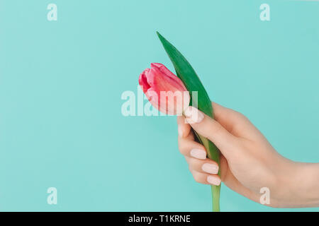 Alla moda primavera delicata manicure.mano femmina con unghia design su azzurro sfondo turquiose holding pink tulip flower. Copia dello spazio. Foto Stock