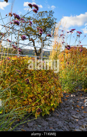 Colore di autunno nel bellissimo giardino privato - design elegante e contemporaneo, paesaggio, semina e scaglie di ardesia sul confine (rurale Yorkshire, Inghilterra, Regno Unito) Foto Stock