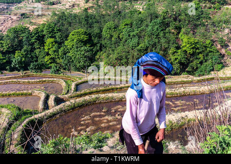 Yuanyang County, Yunnan in Cina - 2014: agricoltore frequentando il suo riso paddy campo Yunayang a terrazze di riso Foto Stock