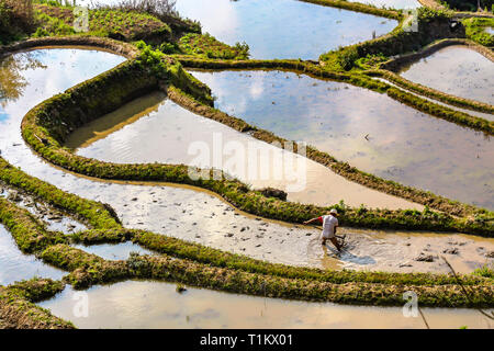 Yuanyang County, Yunnan in Cina - 2014: un agricoltore arando ed erpicando il le risaie a Yuanyang terrazze di riso Foto Stock