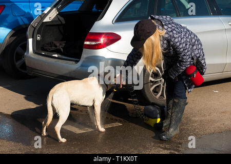 Dog walking lady / dog walker lava la sua labrador cane / lavaggio con un portatile a getto di acqua / rondella di potenza che fornisce uno spruzzo di acqua pulita. Regno Unito Foto Stock