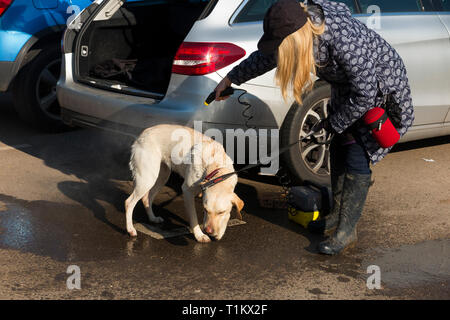 Dog walking lady / dog walker lava la sua labrador cane / lavaggio con un portatile a getto di acqua / rondella di potenza che fornisce uno spruzzo di acqua pulita. Regno Unito Foto Stock