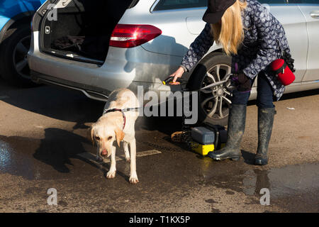 Dog walking lady / dog walker lava la sua labrador cane / lavaggio con un portatile a getto di acqua / rondella di potenza che fornisce uno spruzzo di acqua pulita. Regno Unito Foto Stock