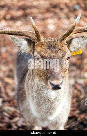 I cervi nel parco Pheonix Foto Stock