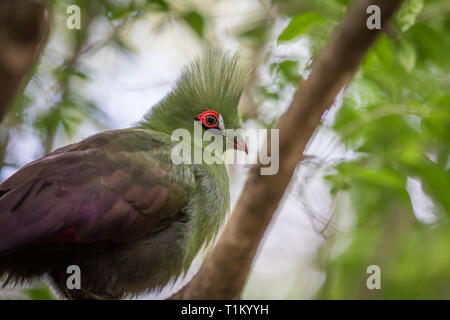 Knysna's's Turaco su un ramo nella foresta in Sud Africa. Foto Stock