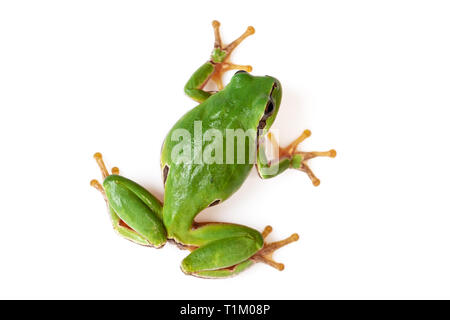 Ranocchio Verde salendo su bianco Close-Up Hyla arborea Foto Stock