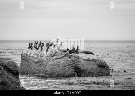 Capo le foche seduto su una roccia nel mare in bianco e nero, Sud Africa. Foto Stock