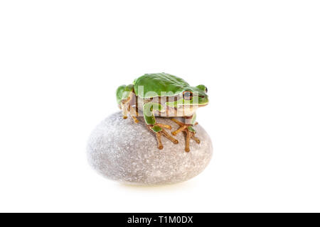 Ranocchio verde seduto sulla pietra grigia isolato su bianco raganella Hyla arborea Foto Stock