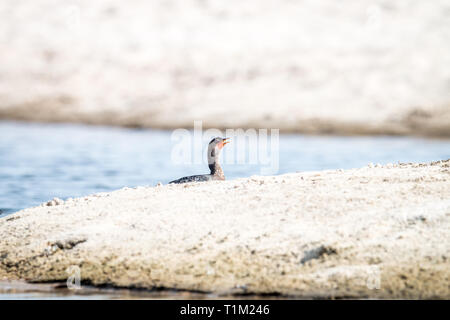 Cormorano Reed nuotando vicino alla spiaggia sulla costa Swahili, Tanzania. Foto Stock