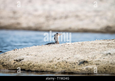 Cormorano Reed nuotando vicino alla spiaggia sulla costa Swahili, Tanzania. Foto Stock