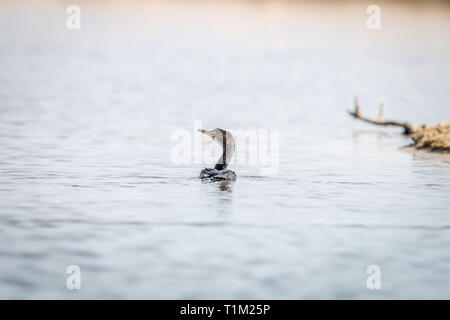 Cormorano Reed nuotando vicino alla spiaggia sulla costa Swahili, Tanzania. Foto Stock