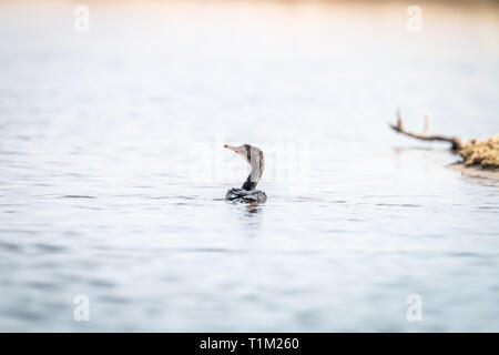 Cormorano Reed nuotando vicino alla spiaggia sulla costa Swahili, Tanzania. Foto Stock